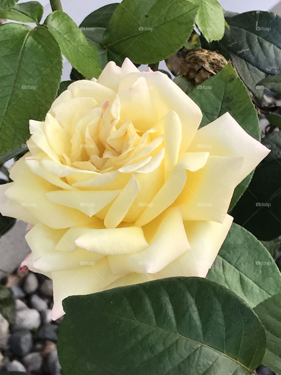 Single yellow rose on a rose bush