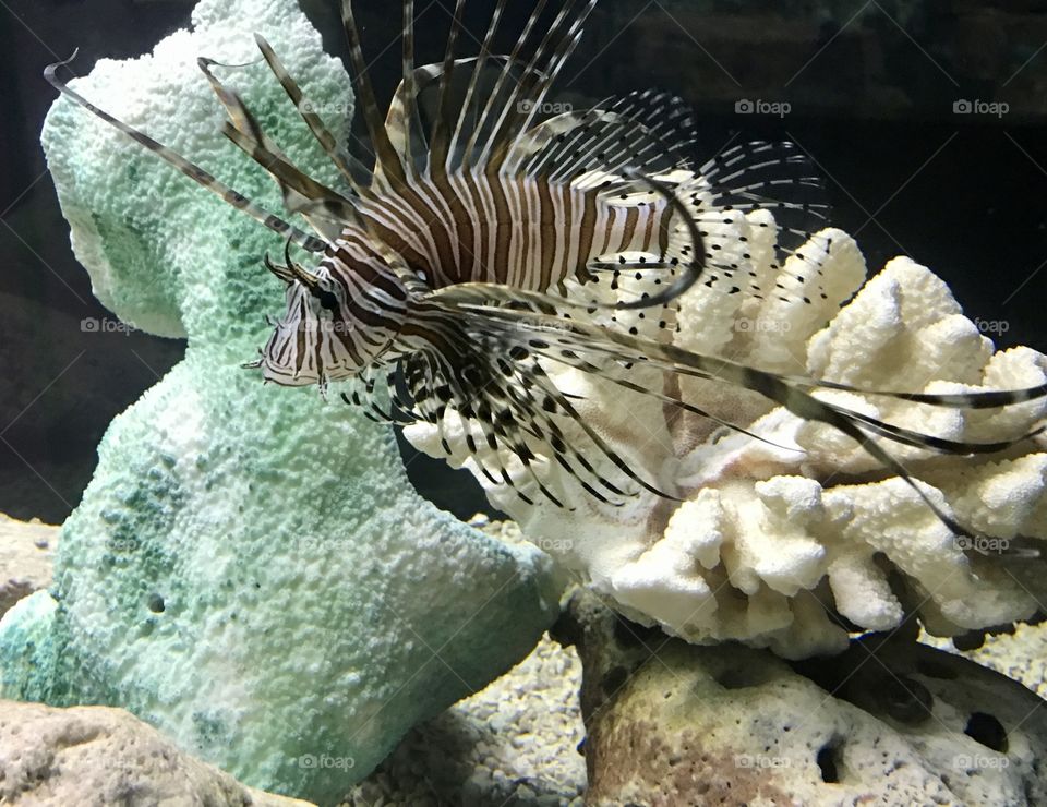 Lionfish beauty