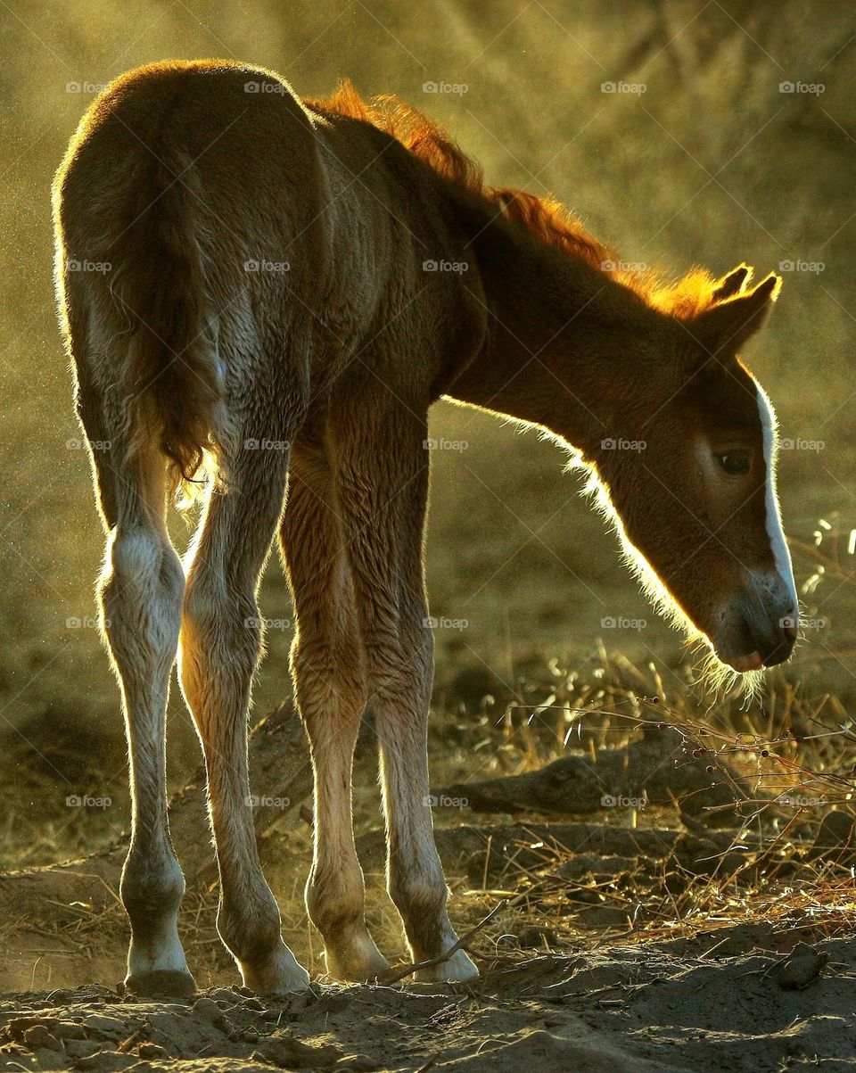 Wild Horse Foal in Morning Light