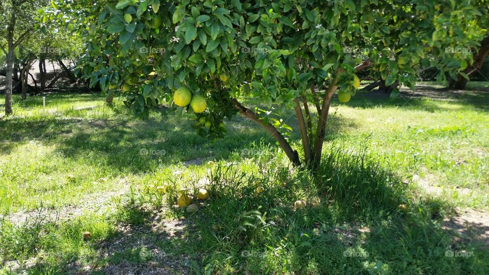 Garden, Leaf, Nature, Flora, Summer