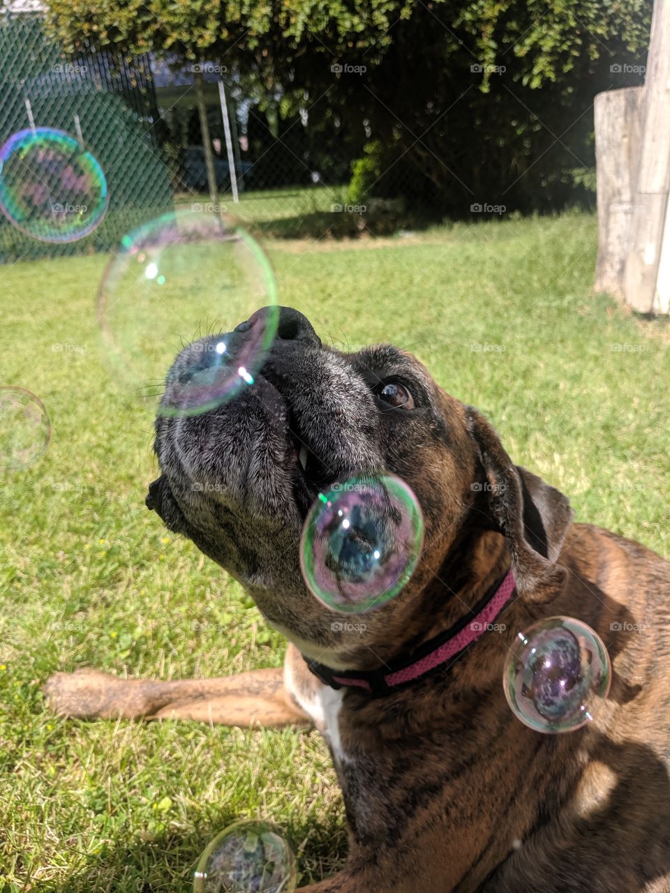 bubbles