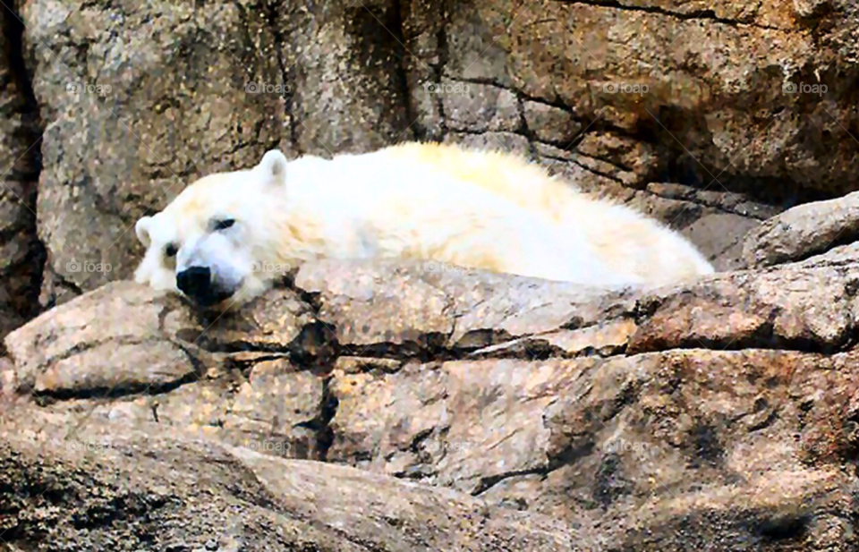 polar bear by refocusphoto