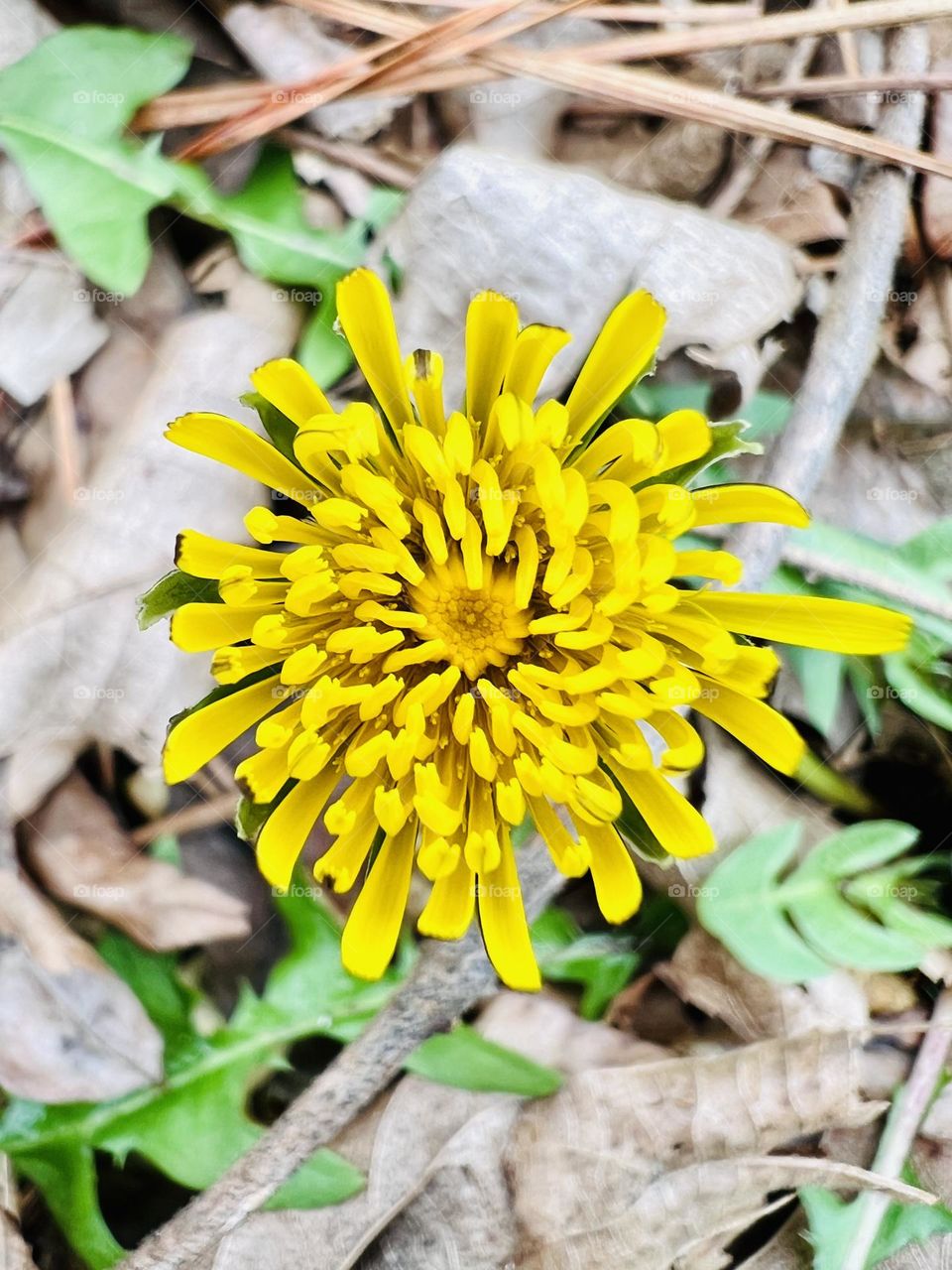 Overhead closeup of yellow dandelion just opening. A definite sign of spring on the way.