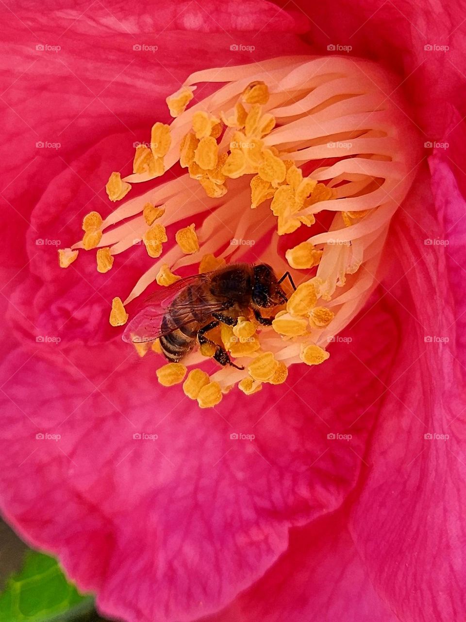Close up on a bee feeding on the yellow pistils of a fuschia camellia in Locmiquélic