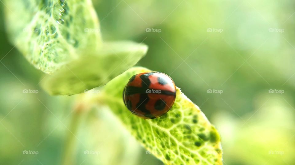 Red beetle on leaf