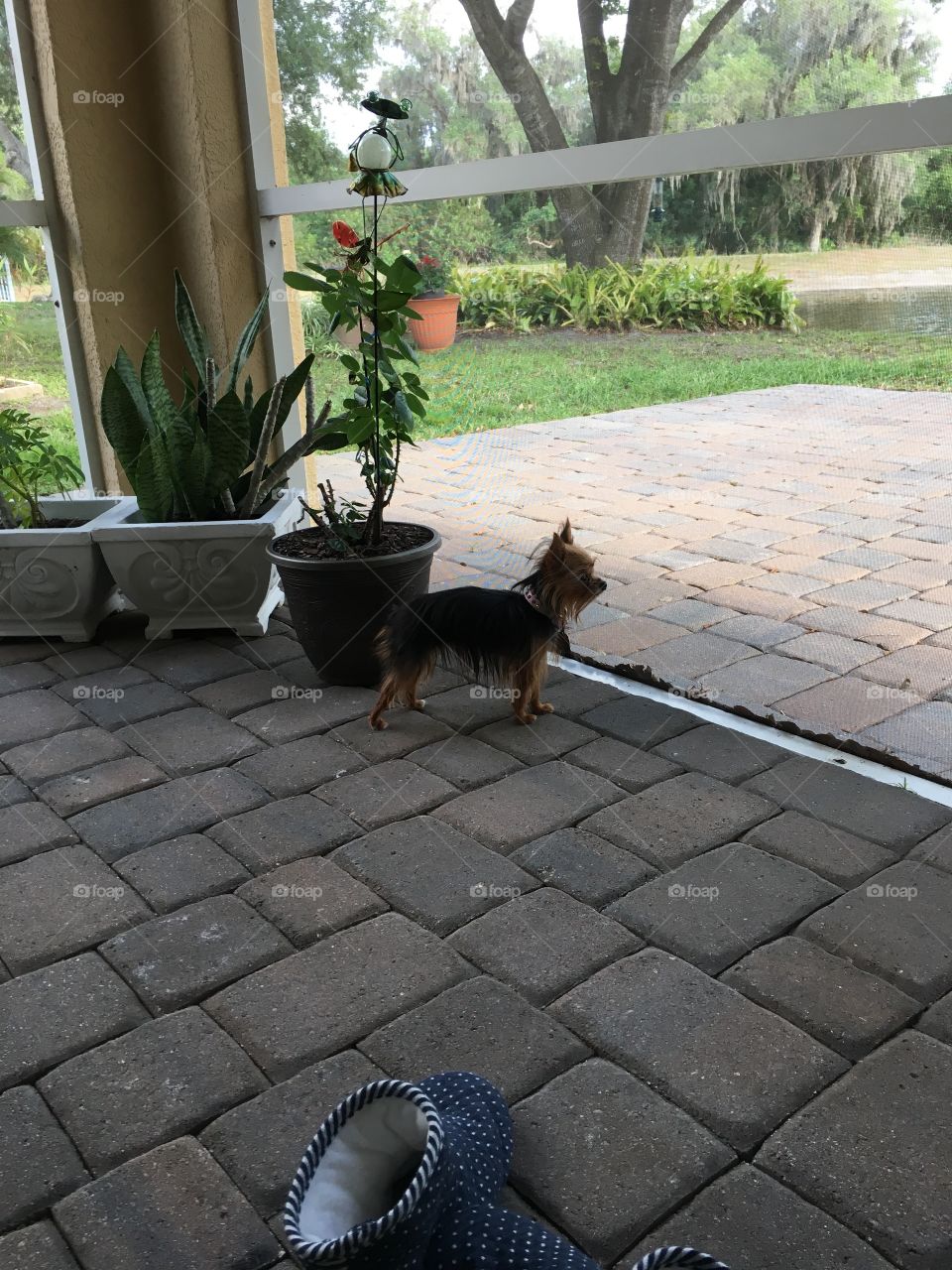 Florida puppy