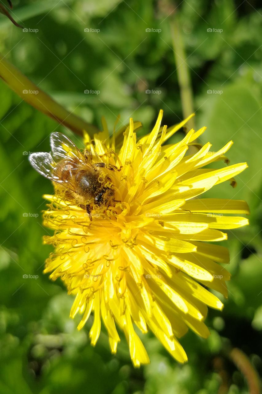 Honey Bee at a dandelion flower