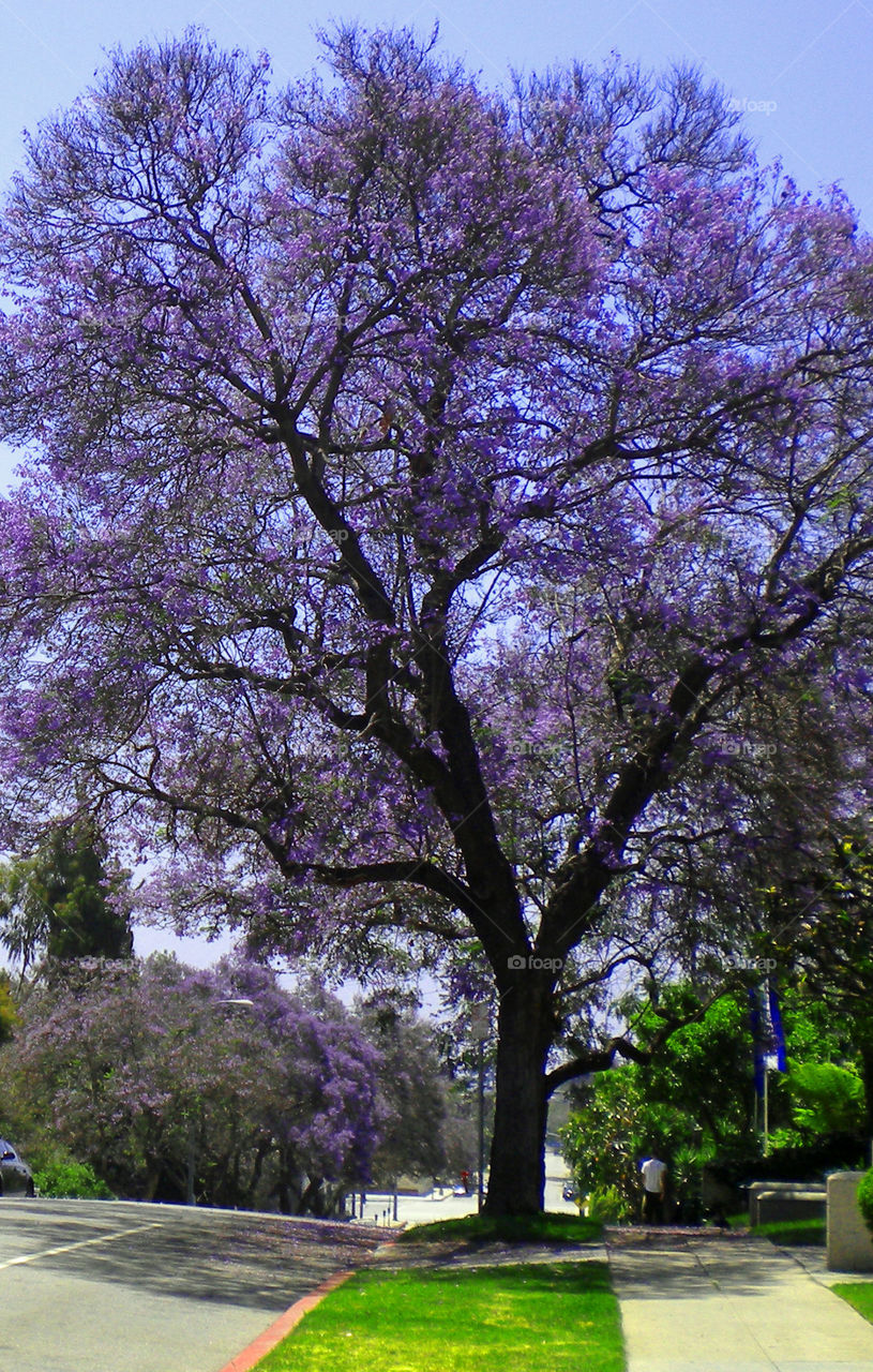 purple tree, Los Angeles, spring