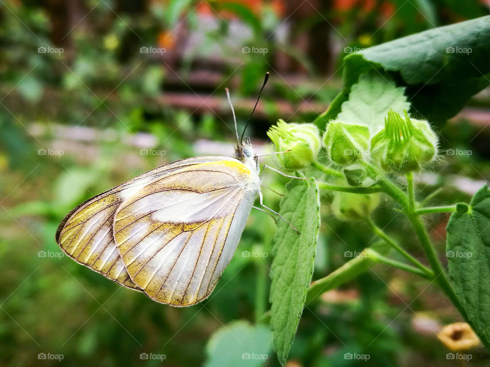 Butterfly perching on leaf