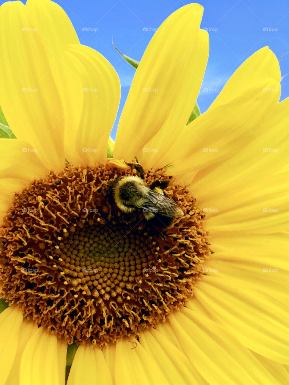 Bee on a sunflower 