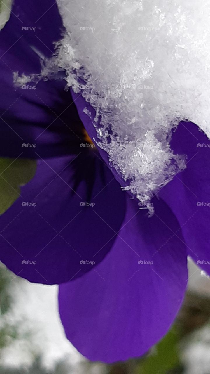snow and frost with violet - which of them will win - winter or autumn
