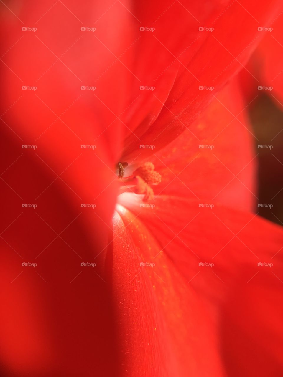 Geranium closeup 