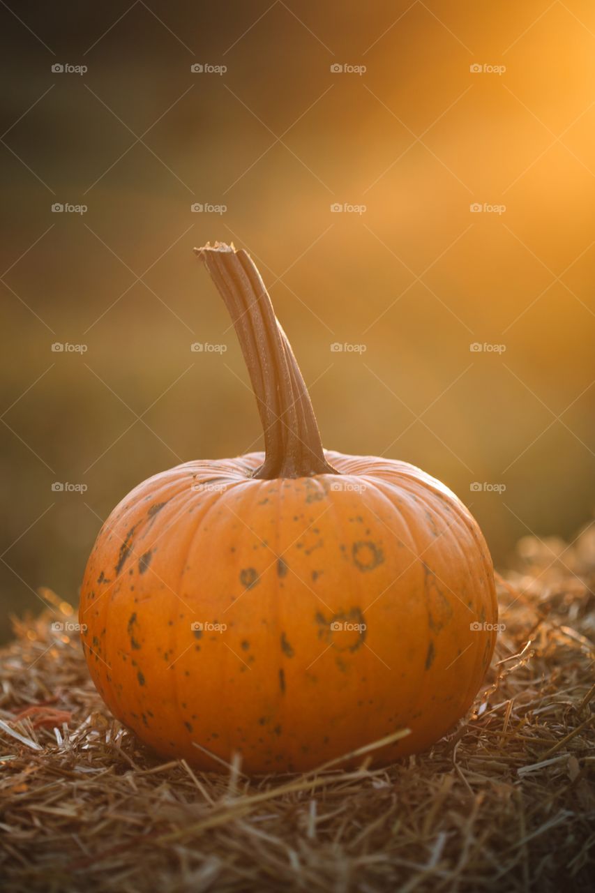 Pumpkin 