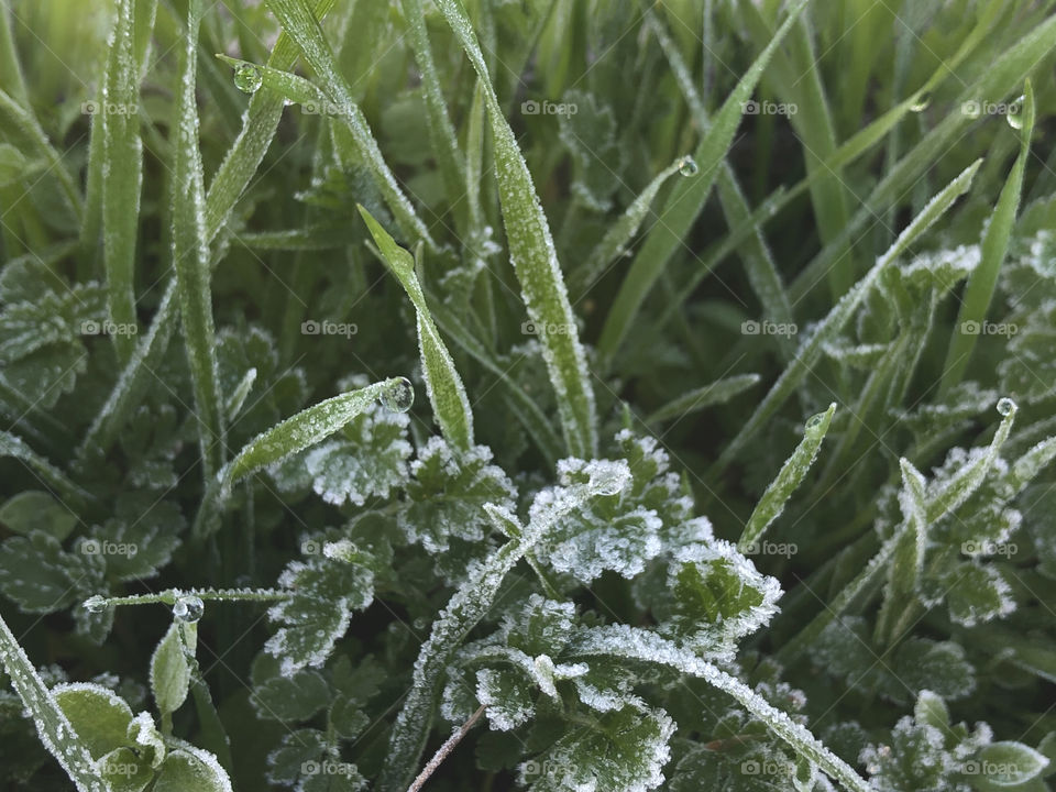 closeup to frozen grass with morning snow