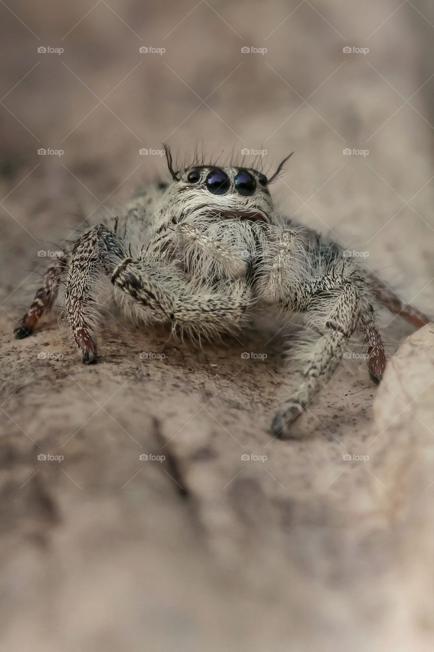 young female hyllus diardi