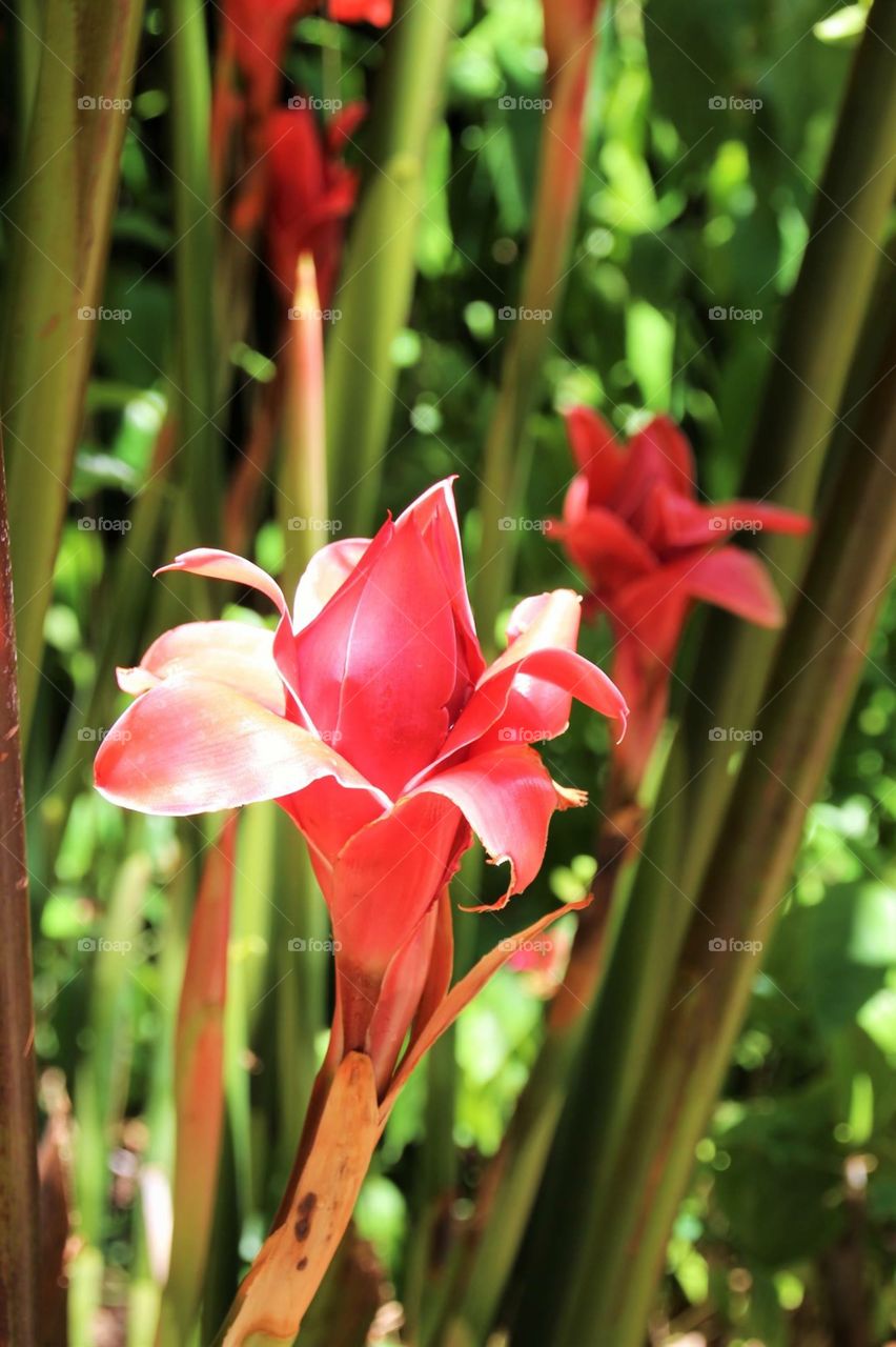 Red blossom