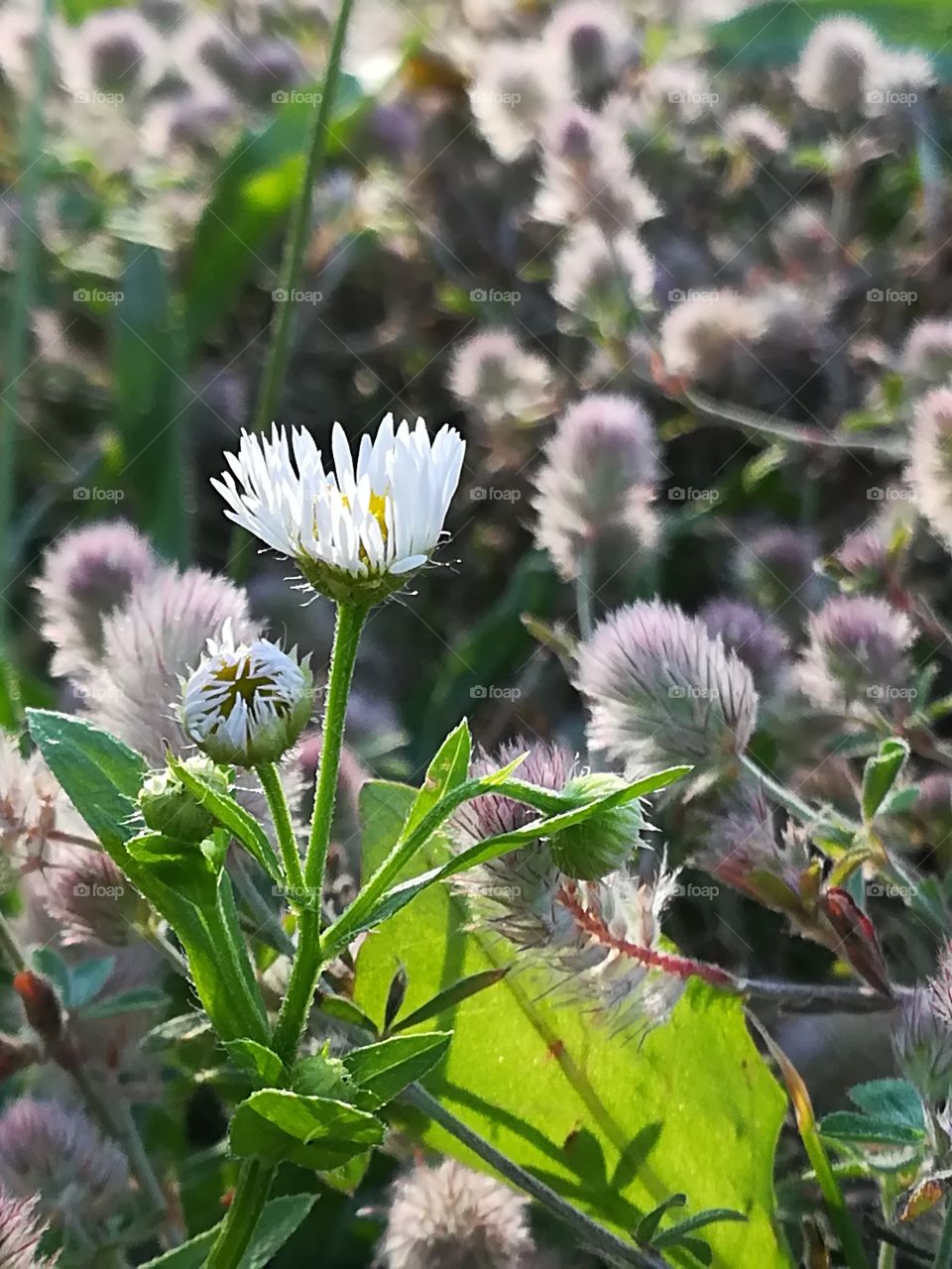 Camomile