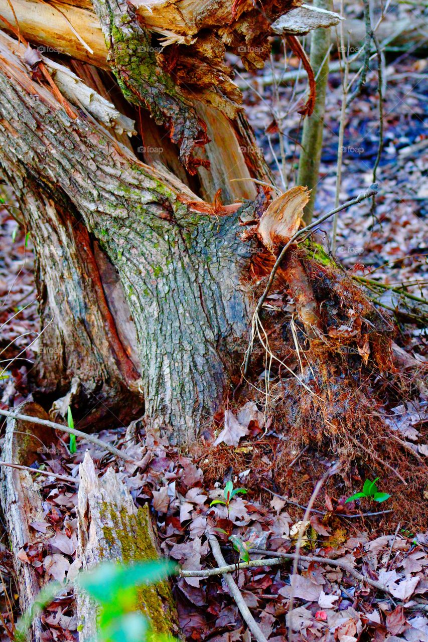 Fallen tree