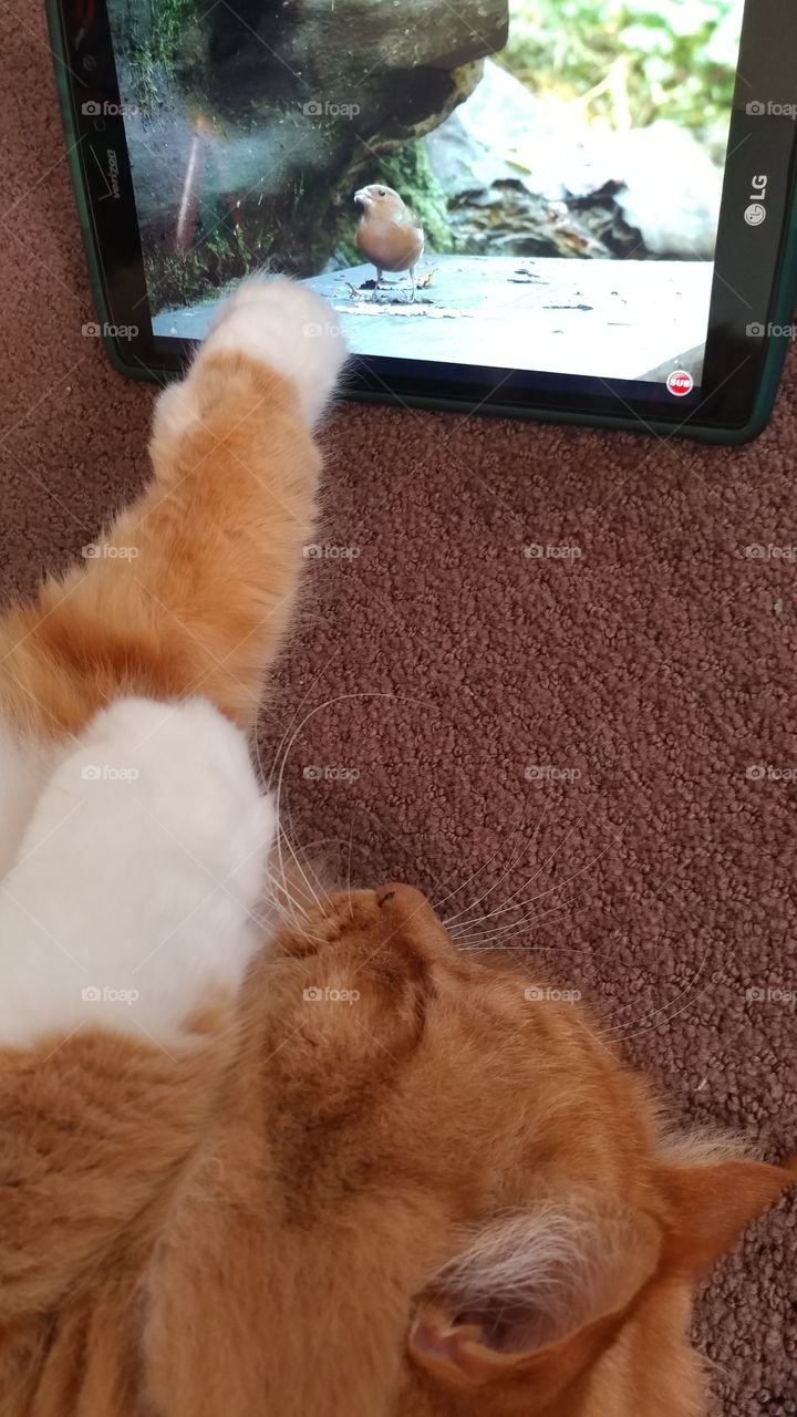 cat watches tv
