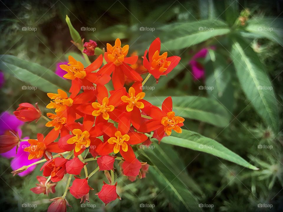 Bright orange and yellow flower popping with color in the garden.