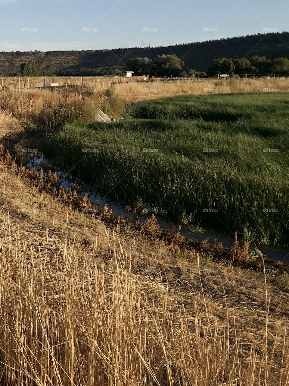 A lush green field amid dried reeds in a wildlife park outside of Prineville in Central Oregon on a beautiful fall evening. 