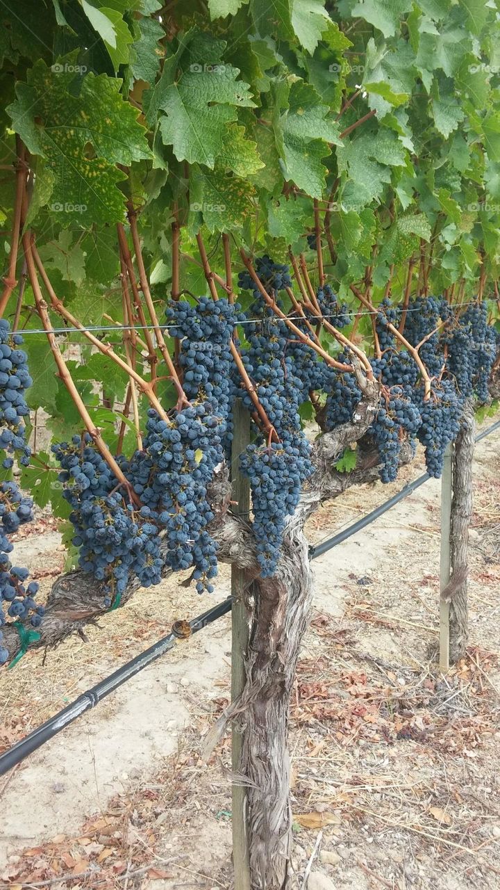 grape vine at winery in Napa valley California