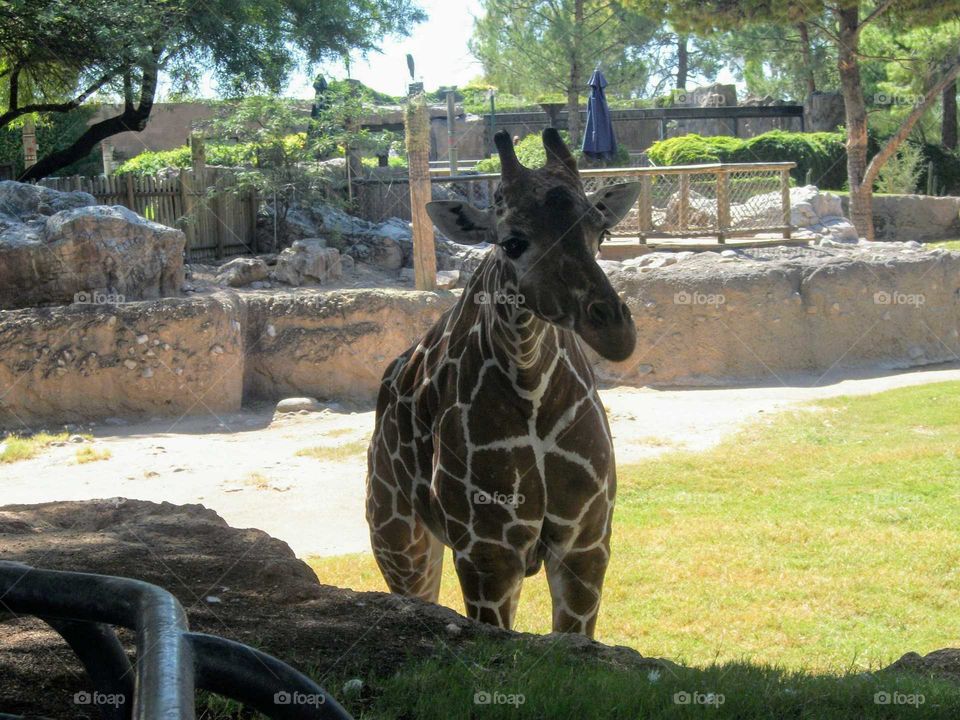Giraffe