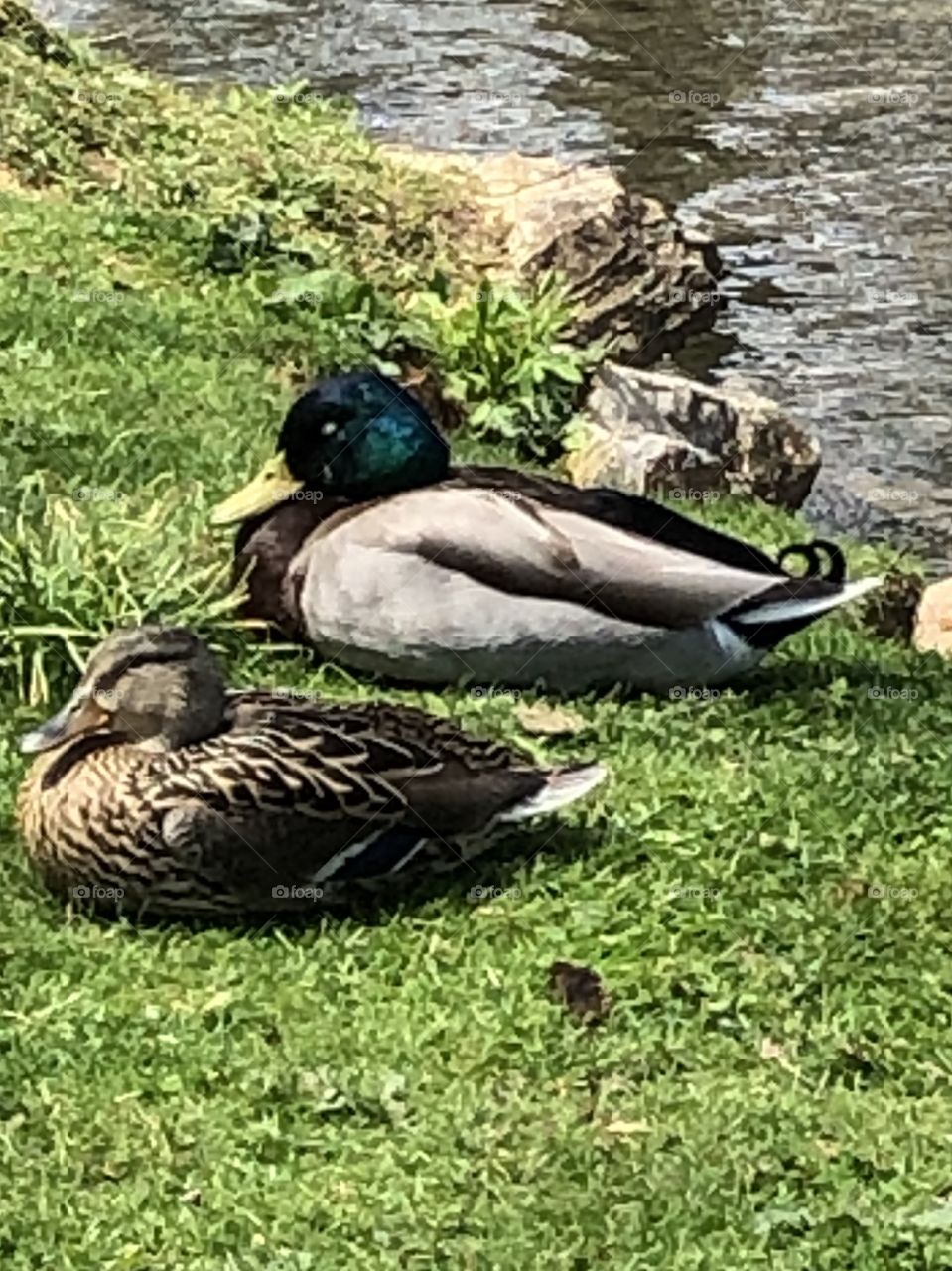 Duck couple sleeping in the sunshine 