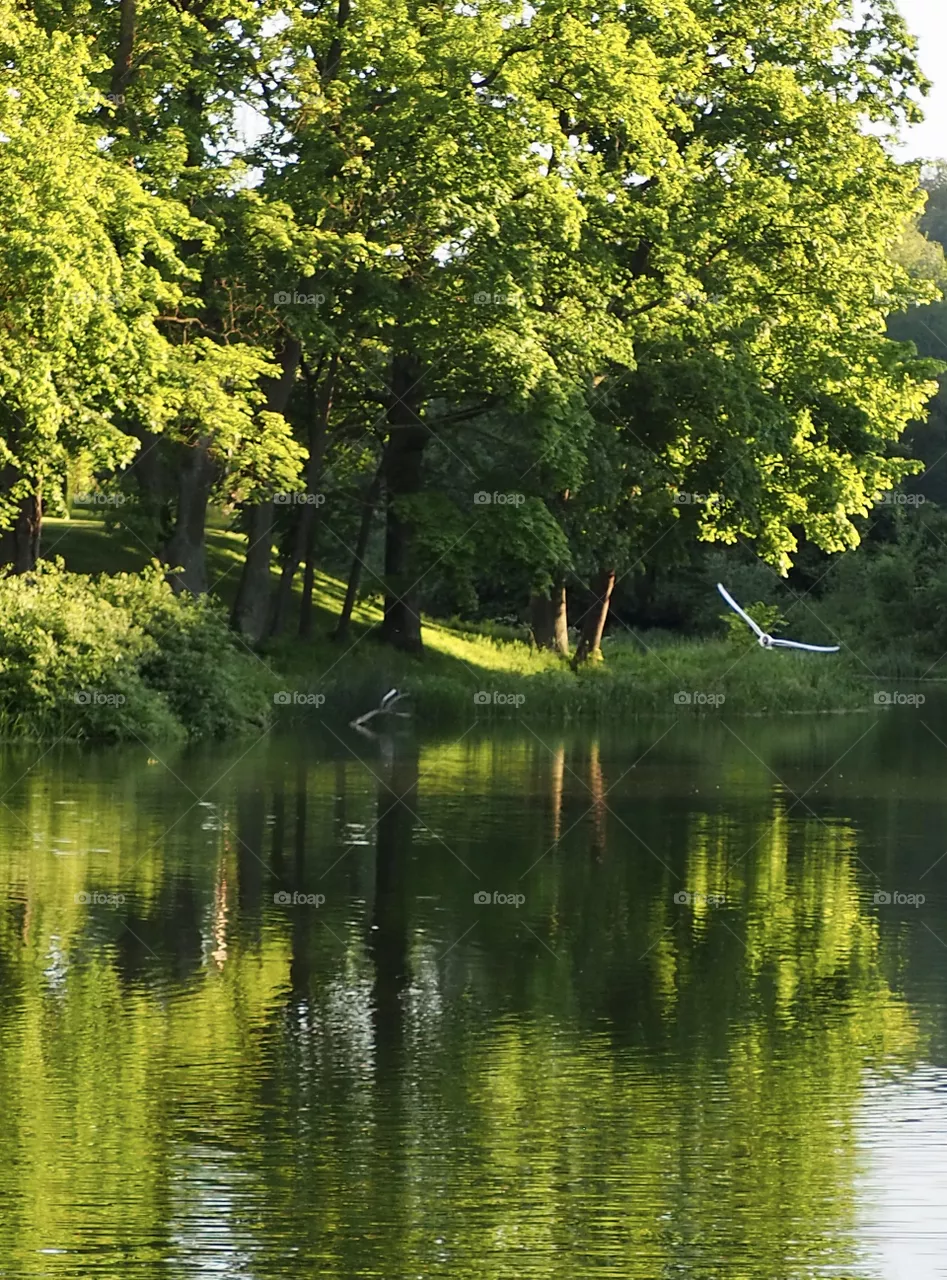 Evening