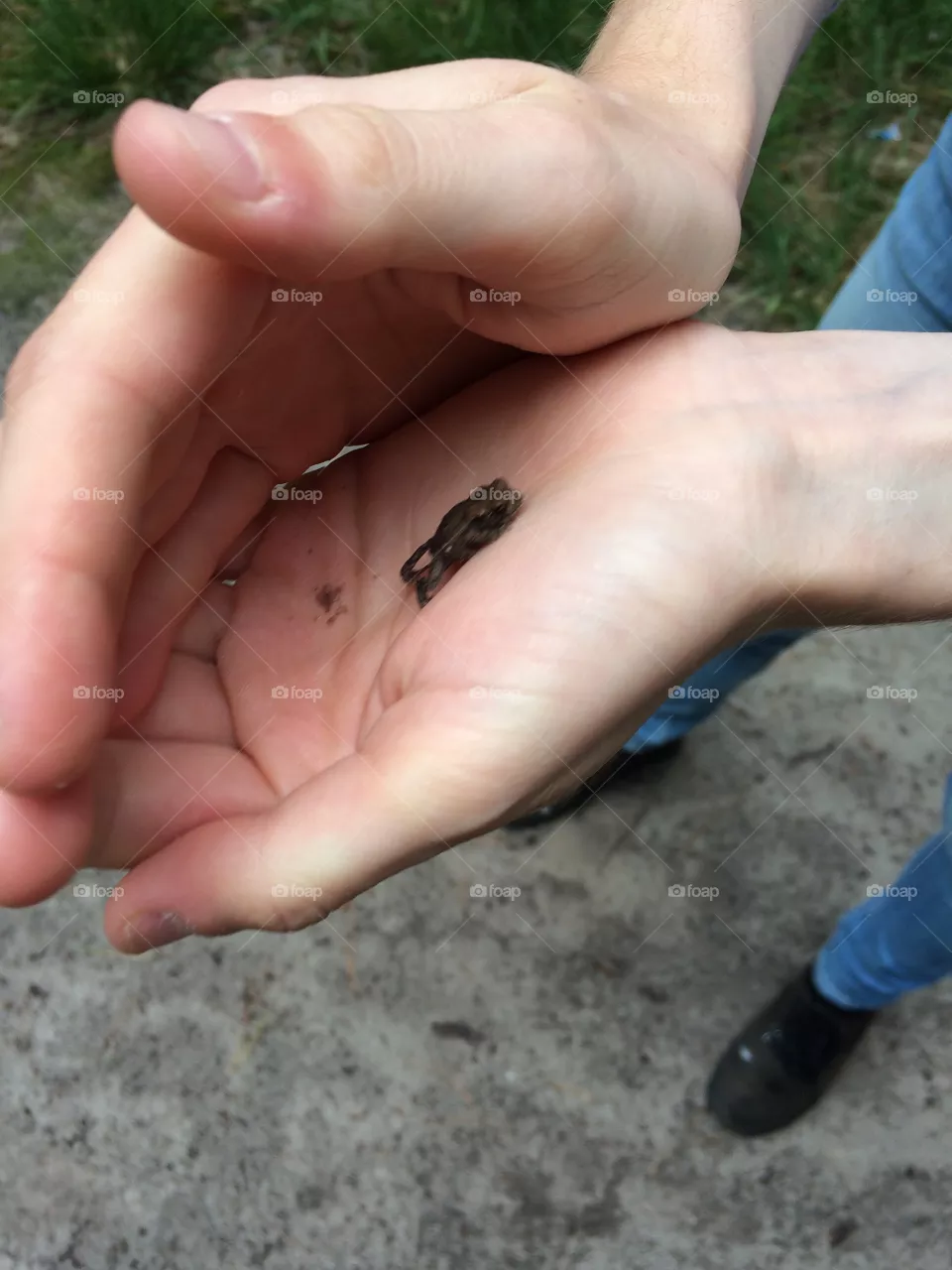 Frog