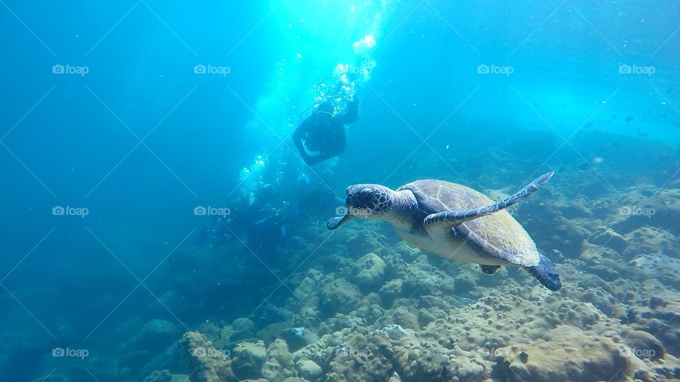 Sea Turtle. Scuba Diving at Ilha Grande - RJ - Brasil