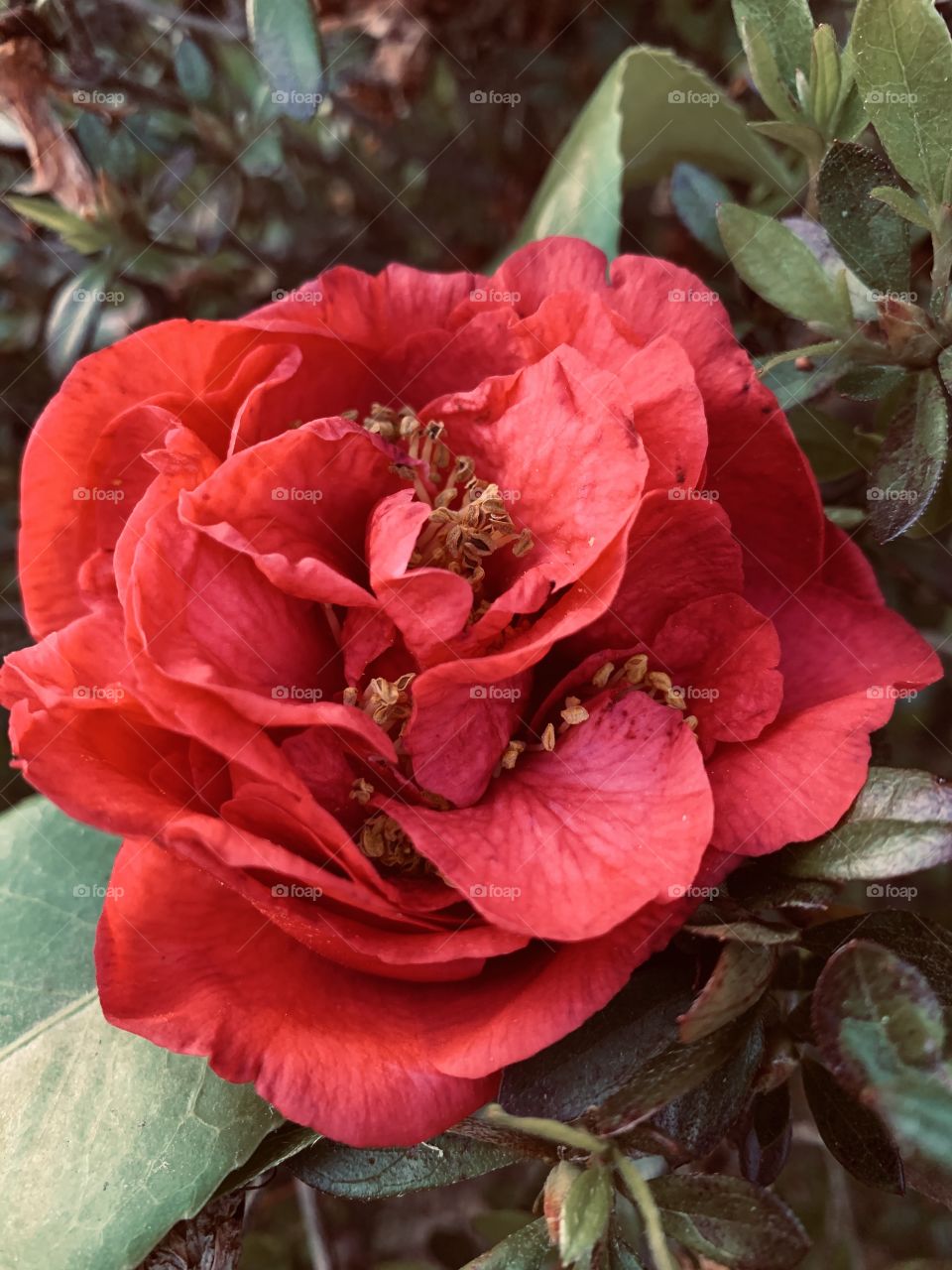C-for Camellia. The last of my camellia flowers. Generally, camellia flowers symbolize love, affection, and admiration. Red camellias symbolize love, passion, and deep desire.