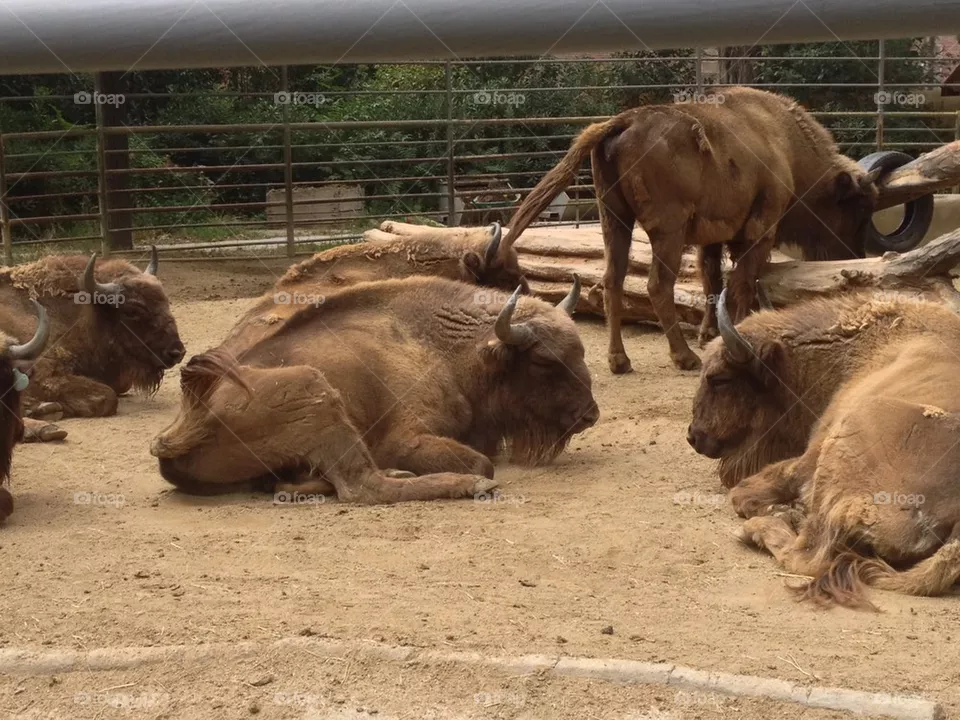 bison