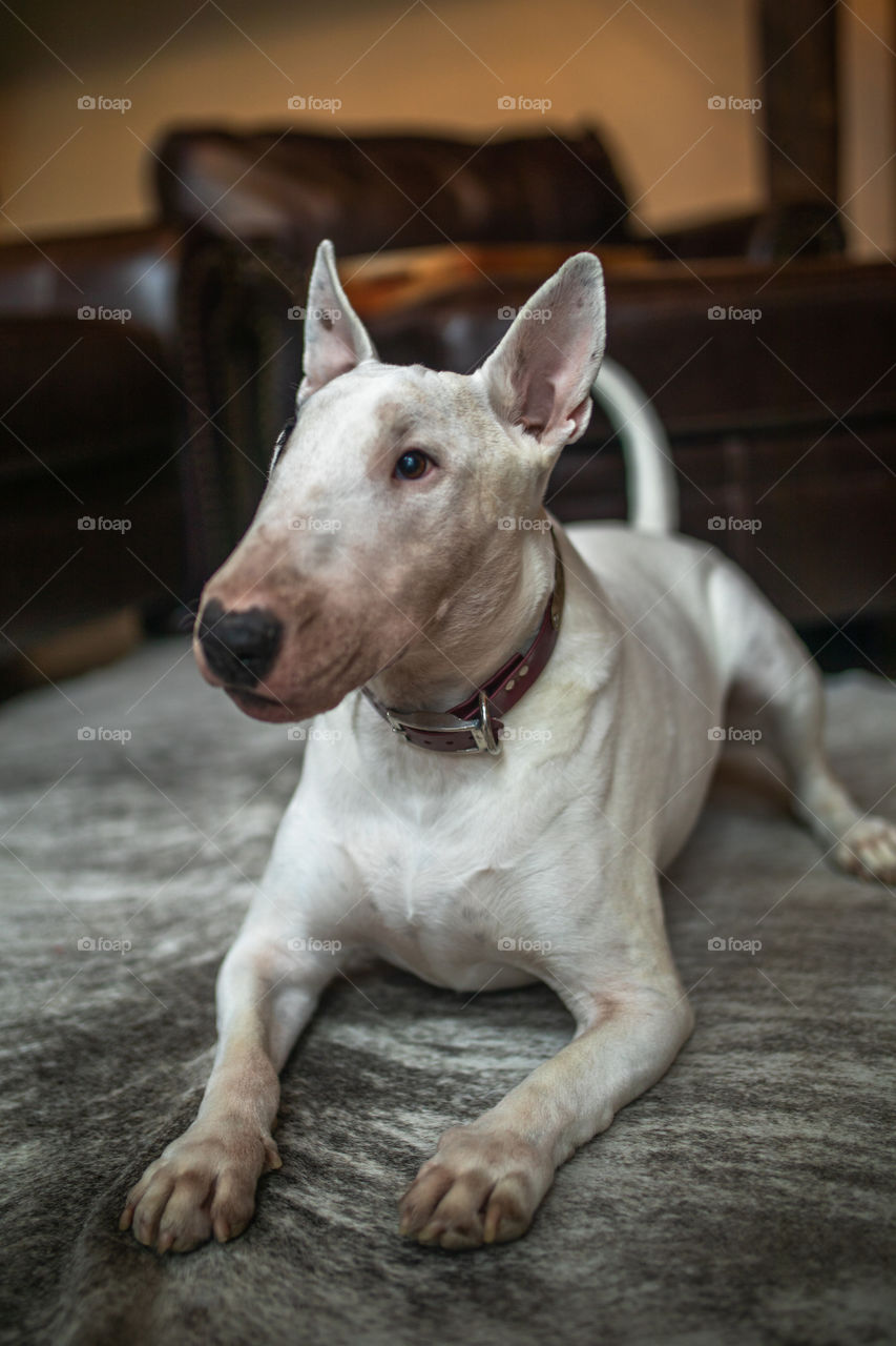 Little frenchie and her best buddy, the bull terrier, getting into plenty of trouble. 