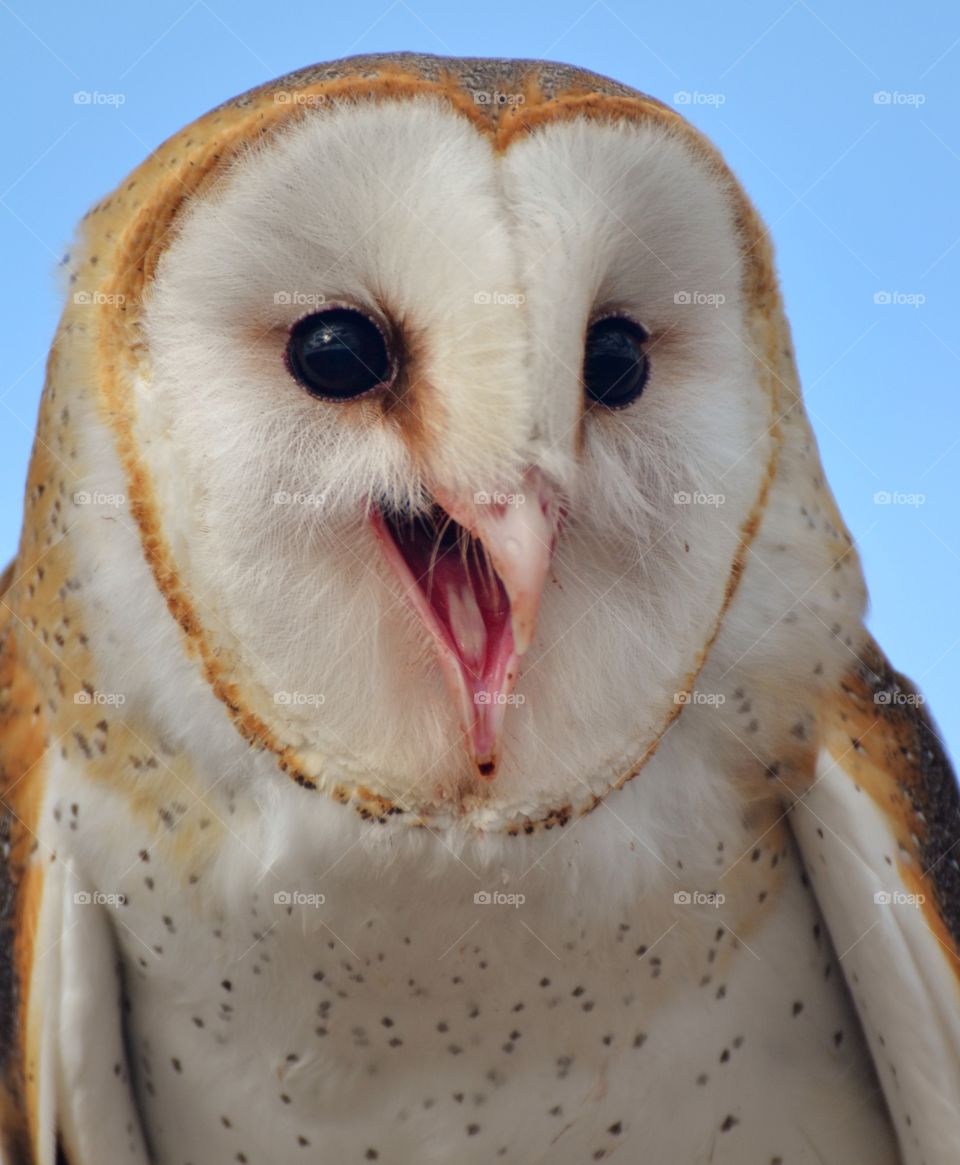 Smiling Barn Owl