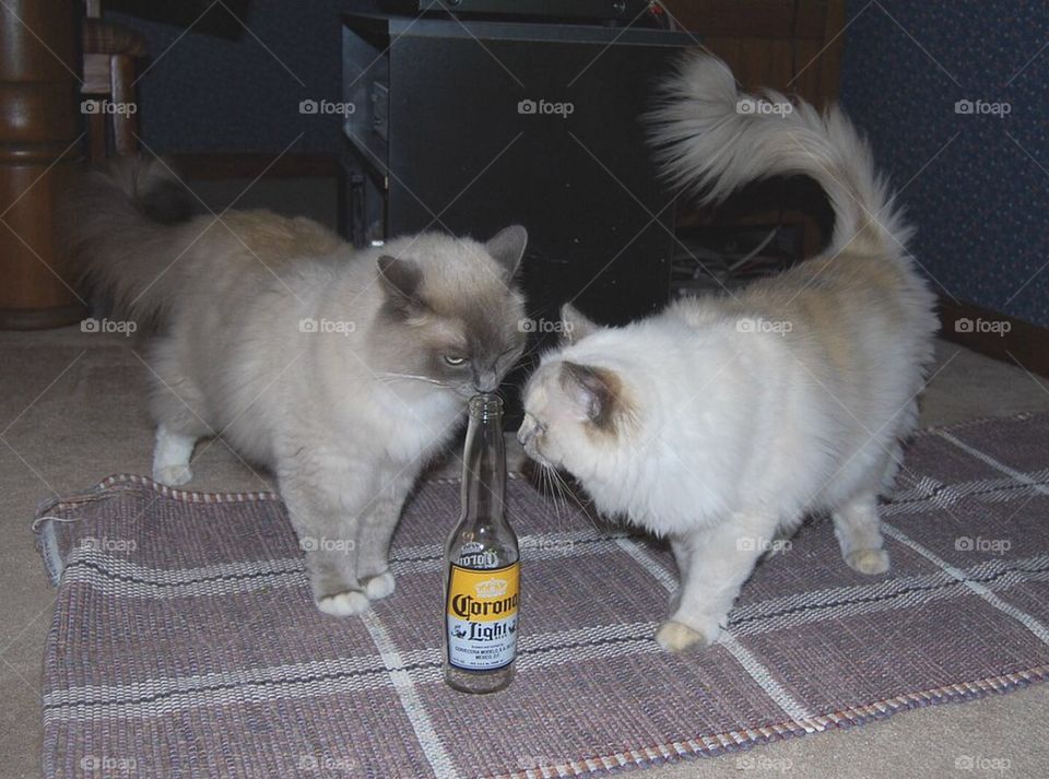 Cats checking out Corona bottle