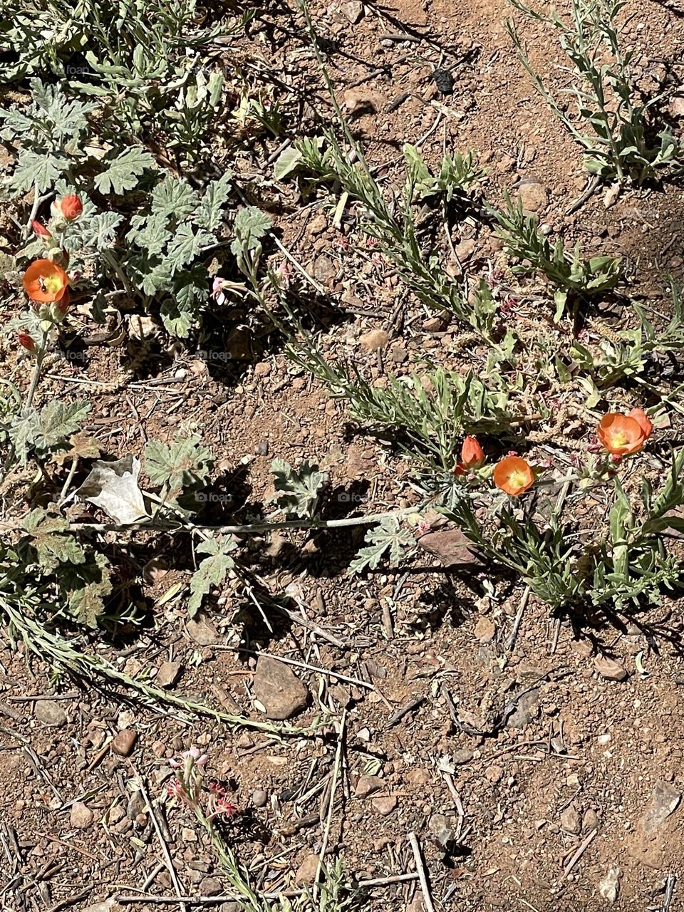 Combination of color flowers in the desert 