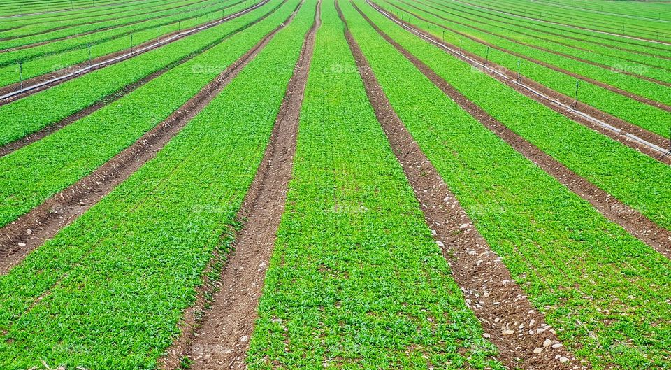 perspective with vertical lines of a cultivated field