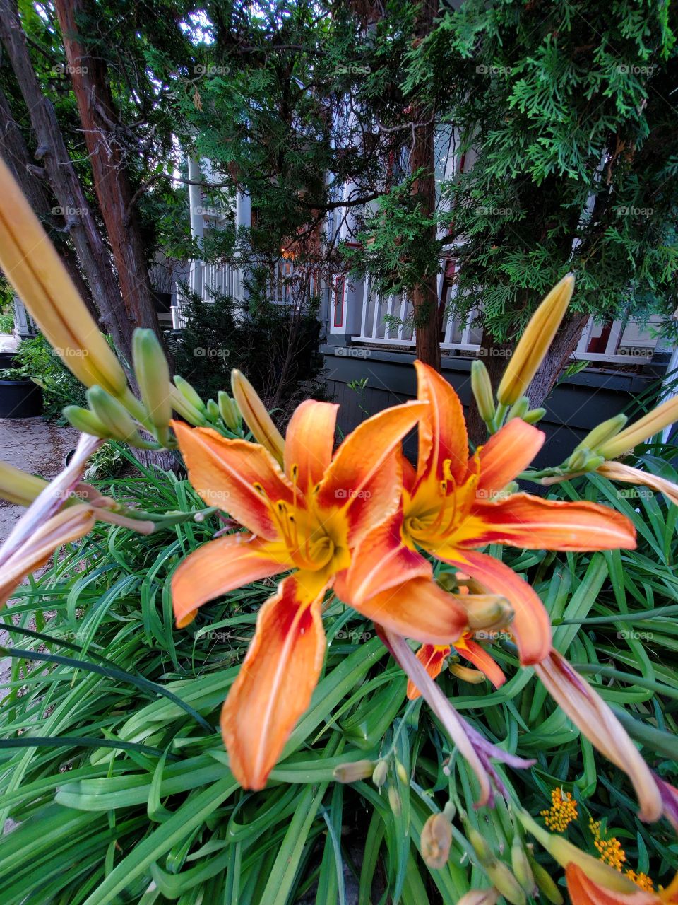 the orange color stories