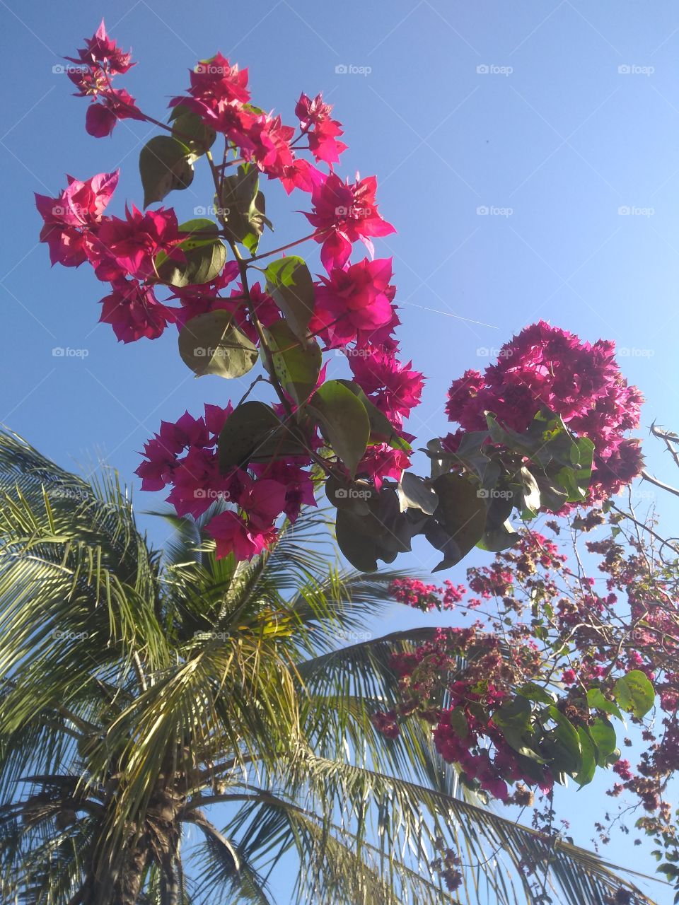 Coconut tree and Spring flower.../ Coqueiro e primavera...