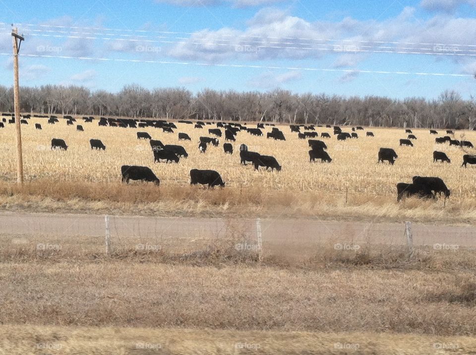 Black and Gold. Cattle of Nebraska