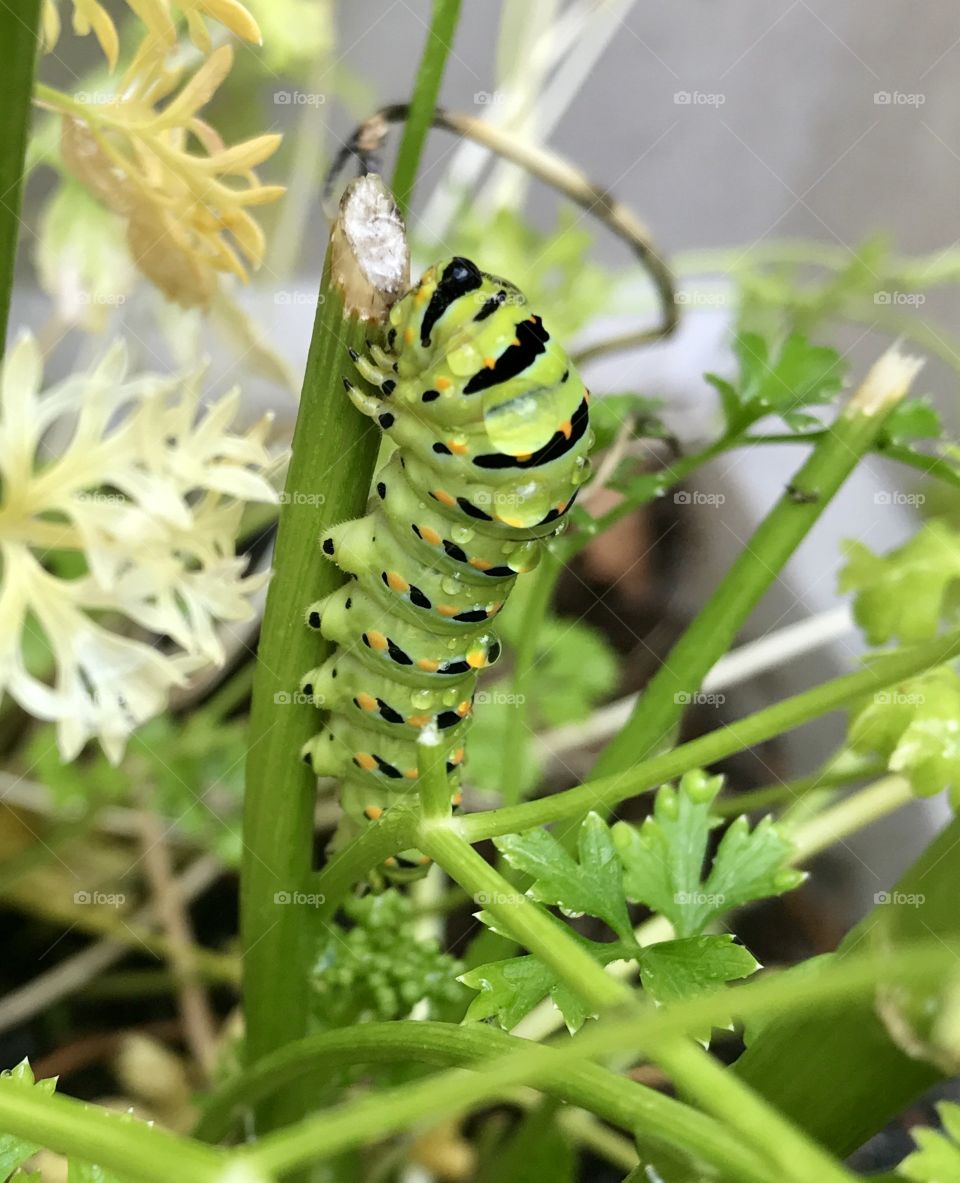 Dewey Caterpillar 