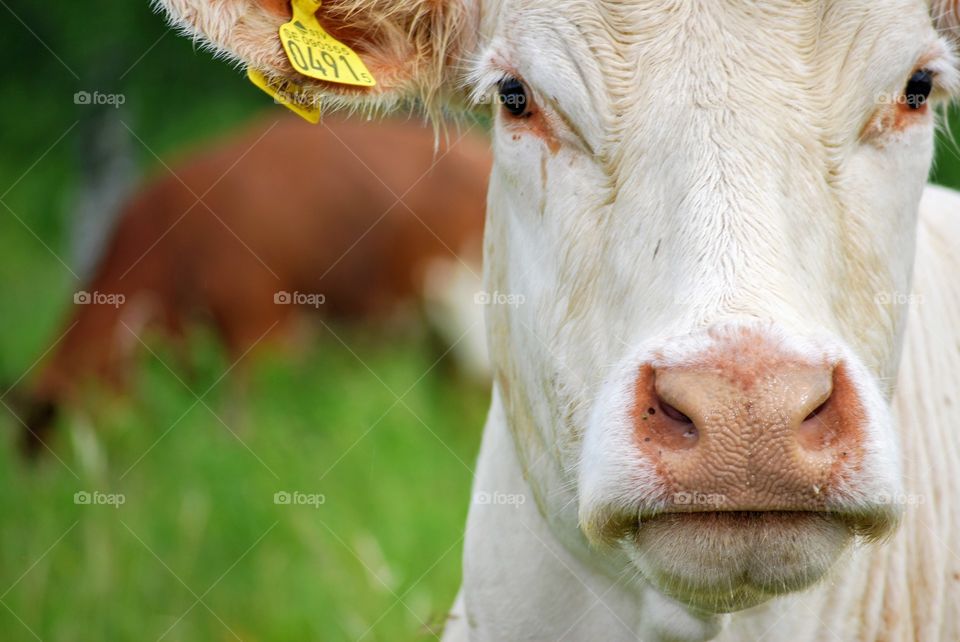 Cow on summer pasture 