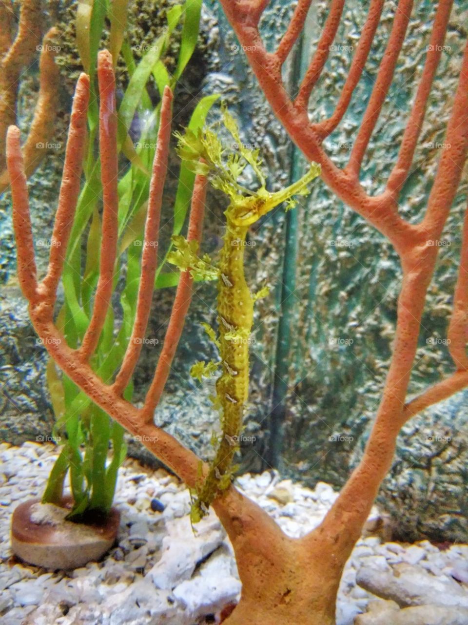 leafy sea dragon