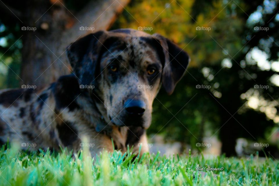 Summer dog portrait