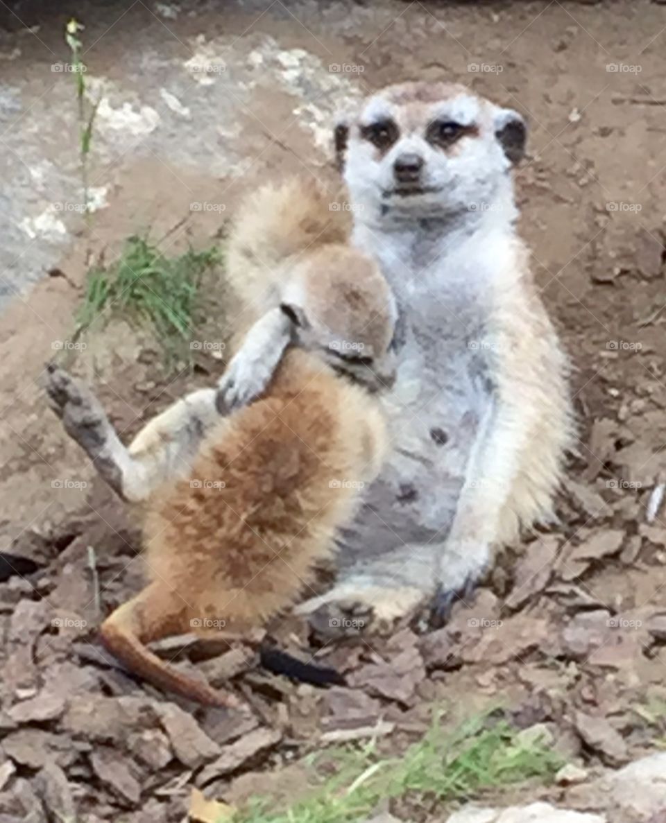 Meerkats. San Diego zoo