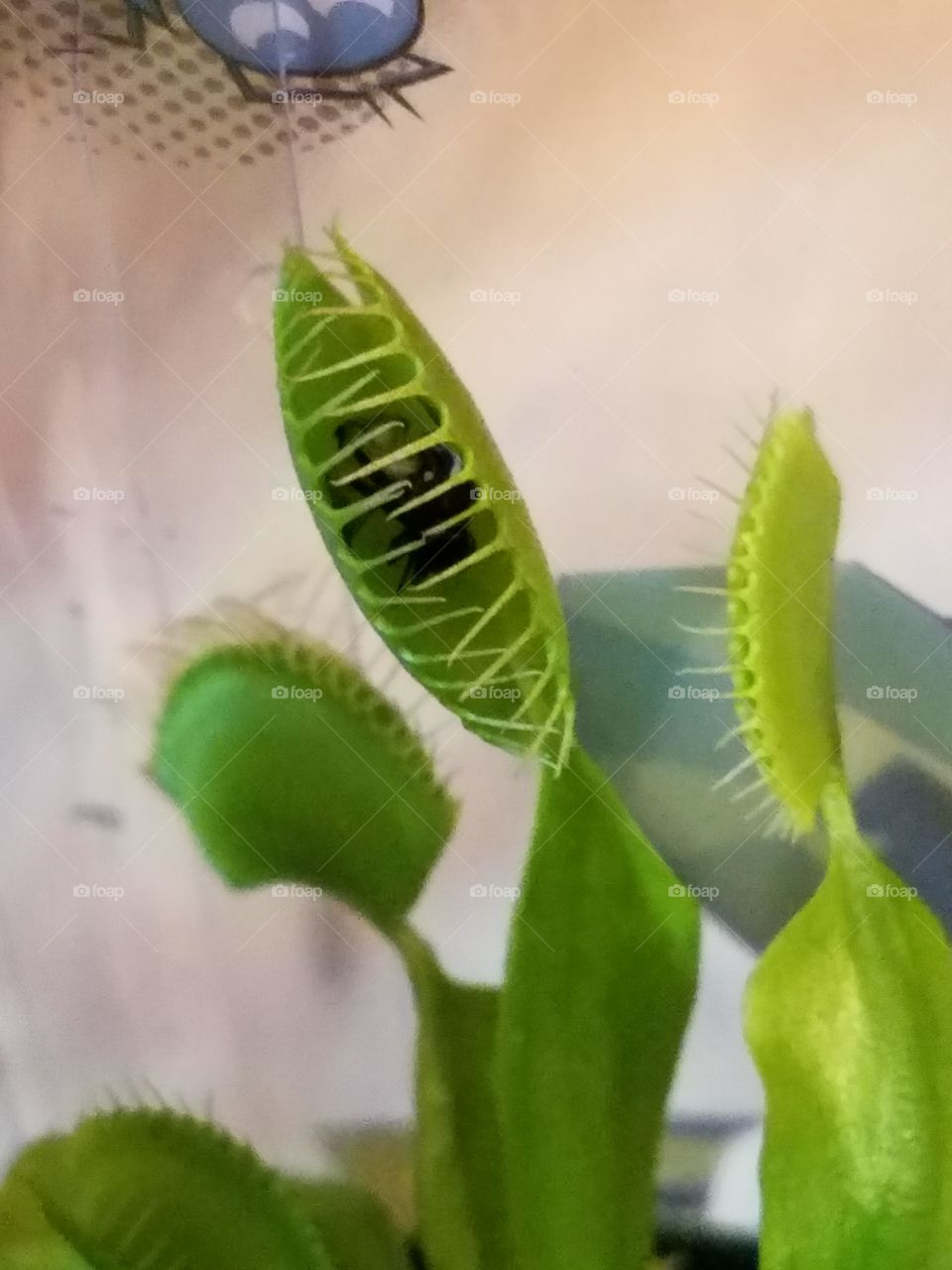 Venus Fly Trap enjoying it's fly that landed right into the pod.