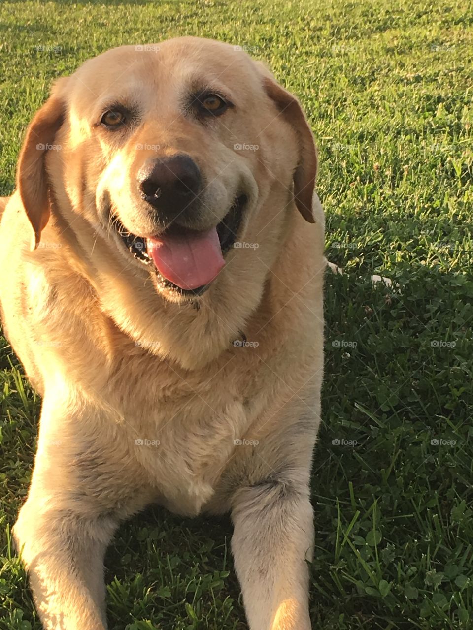 Yellow Labrador Retriever 