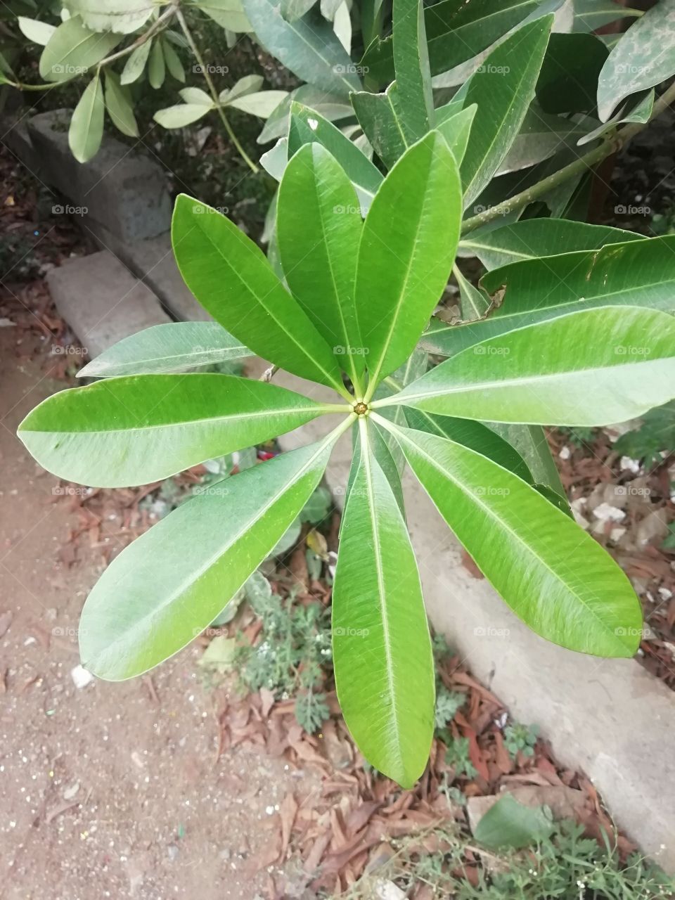 Flower shaped fresh leafs of a tree
