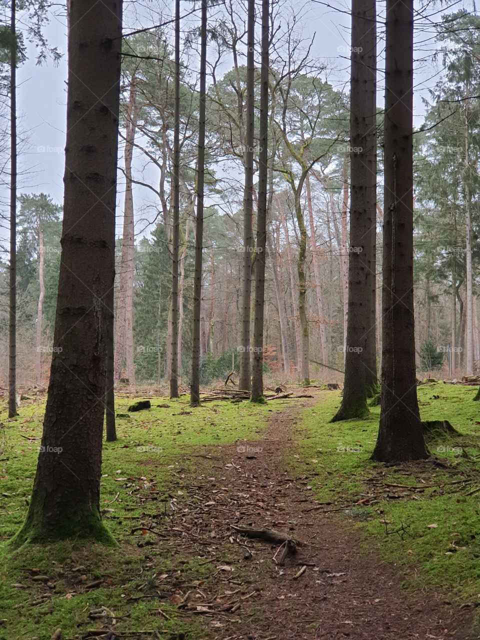 Forest path